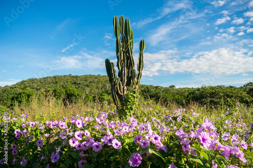 Flowers, cactus and mountain in the background - typical Sertao landscape, a semiarid region in the Caatinga biome (Oeiras, Brazil) photo
