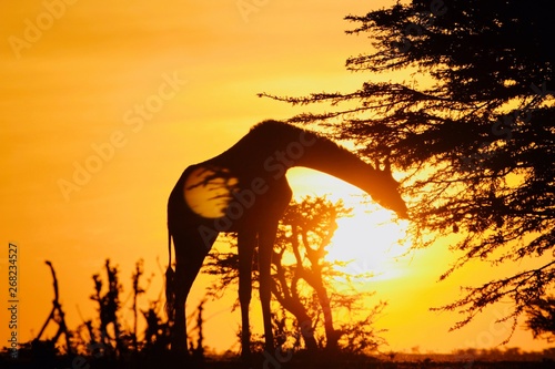 Giraffe Feeding at sunrise © Lindsey