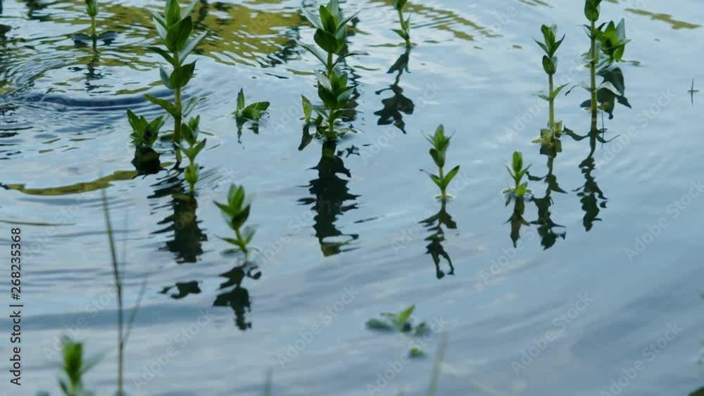 Calm relaxing background, tropical leaf submerged in exotic water, water waving slowly and reflecting plants, rainforest ecology concept slow motion (120fps) Calm relaxing background, tropical leaf submerged in exotic water, water waving slowly and reflecting plants, rainforest ecology concept slow motion (120fps)