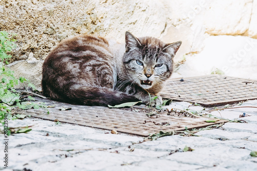 Chat De Gouttiere Tigre Couche Dans La Rue Stock Photo Adobe Stock