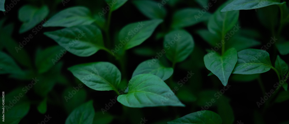 Dark natural background with green leaves of plants. Trendy floral background. Green leaves photographed at dusk Dark natural background with green leaves of plants. Trendy floral background. Green leaves photographed at dusk