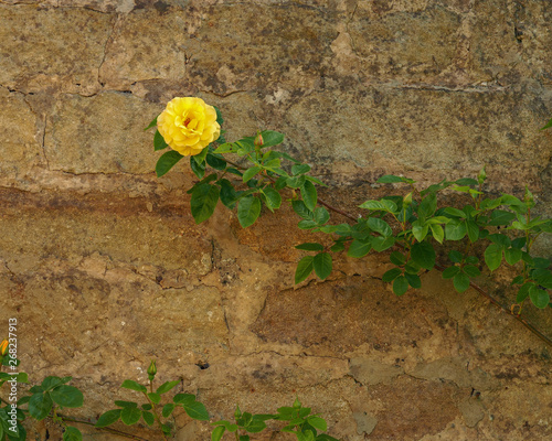 Yellow rose on the end of a branch growing in front of a stone wall in a garden