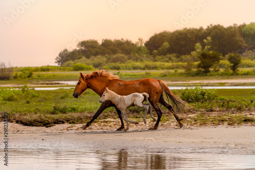 Tela Wild horses and ponies walking and running on beach at Assateague Island during summer