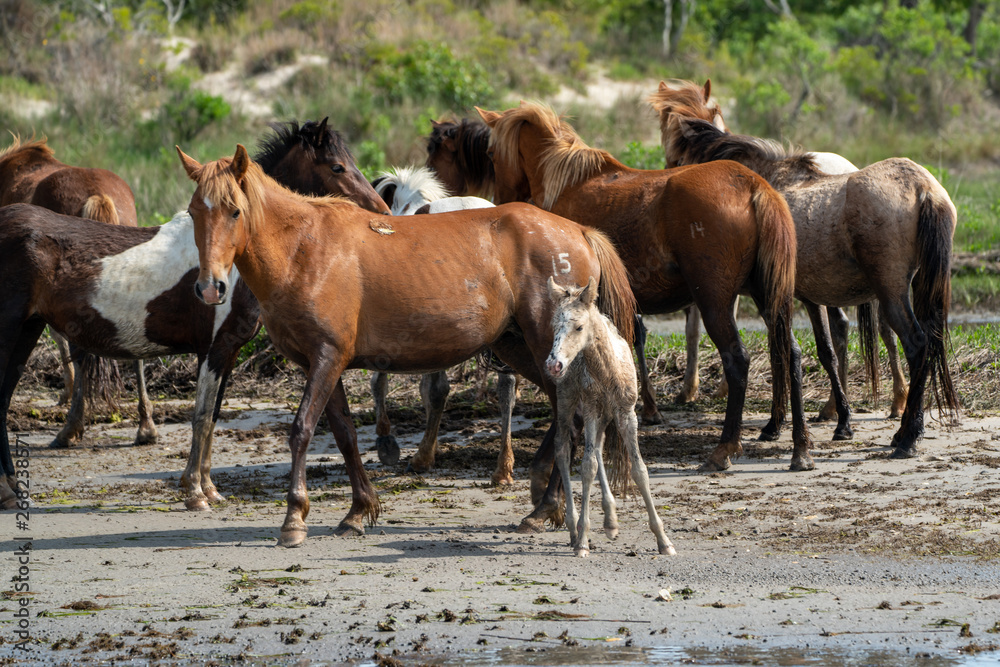 Wild horses and ponies walking and running on beach at Assateague Island during summer. Wild horses and ponies walking and running on beach at Assateague Island during summer.