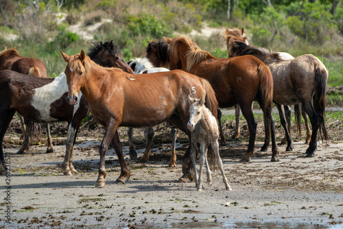 Fototapeta Naklejka Na Ścianę i Meble -  Wild horses and ponies walking and running on beach at Assateague Island during summer.