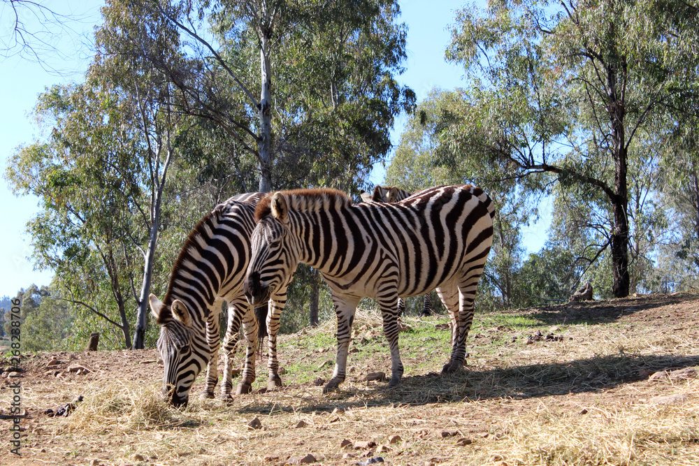 Obraz premium Zebra in field