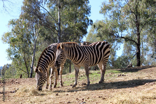 Zebra in field