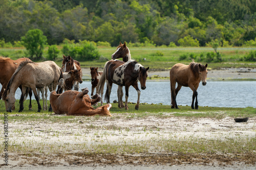 Wild horses and ponies walking and running on beach at Assateague Island during summer.