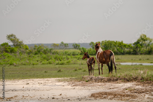 Wild horses and ponies walking and running on beach at Assateague Island during summer.