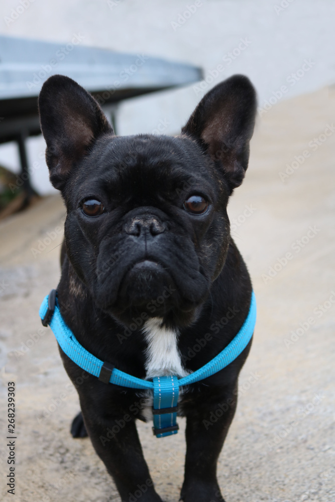 Fototapeta premium Cute French bulldog