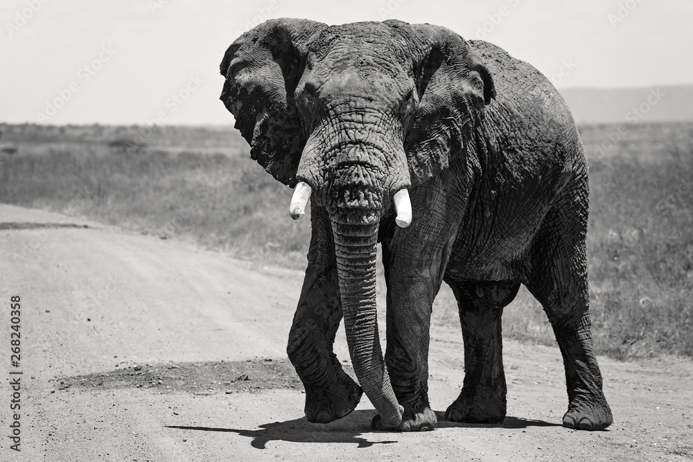A large African Elephant alone along the road in the Maasai Mara Kenya, Africa