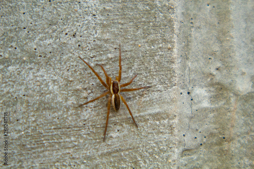 spider on wall