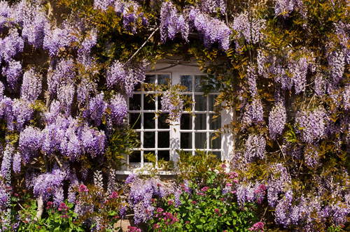 Traditional country cottage window decorated with pants and flowers
