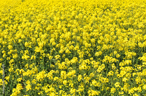 Rapeseed field in bloom © Aleramo