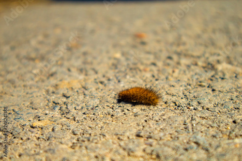 hairy caterpillar on stone