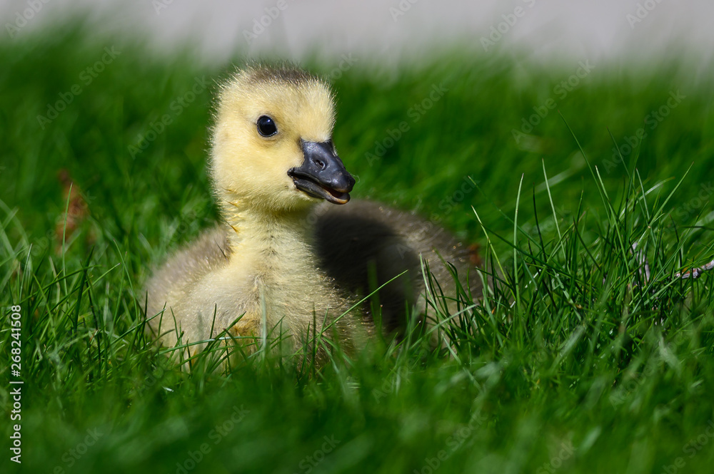 Newborn Gosling Resting Quietly on the Soft Green Grass Newborn Gosling Resting Quietly on the Soft Green Grass