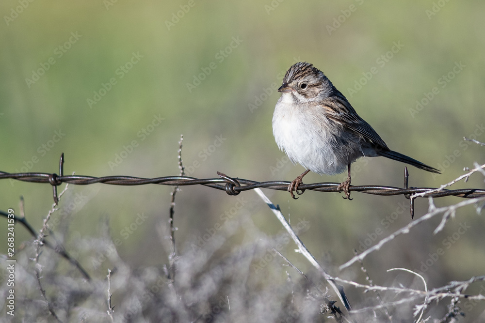 Obraz premium White-Crowned Sparrow Perched on a Barbed Wire Fence