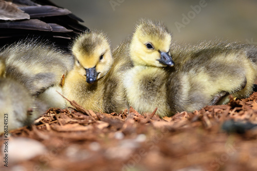 Two Newborn Goslings Resting Quietly on the Soft Ground © rck