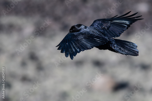 Common Black Raven Flying Over the Canyon Floor