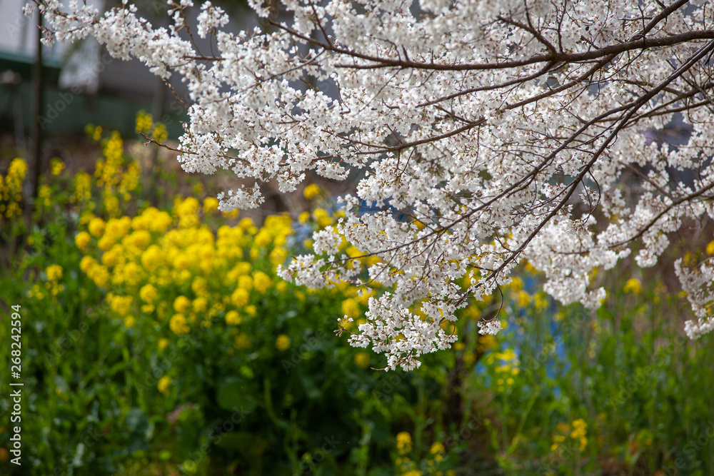 Obraz premium 淡墨桜