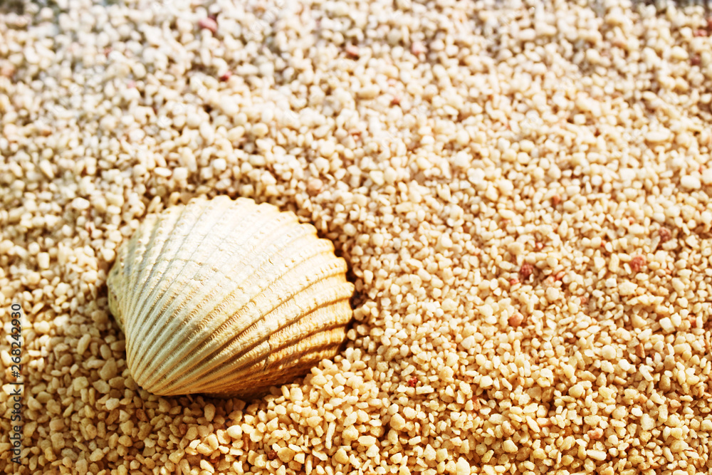Vacation background with sea shell, soft focus, copy space Vacation background with sea shell, soft focus, copy space