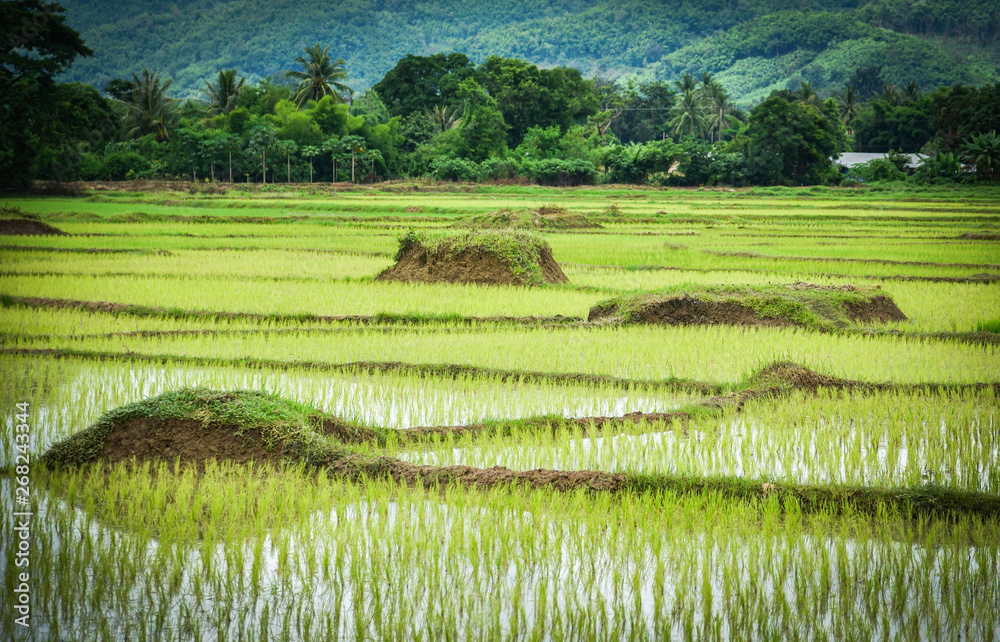 planting rice on rainy season Asian agriculture / The Farmer planting on the organic paddy rice farmland