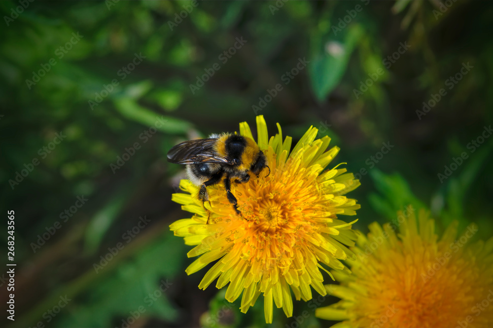 A large shaggy bumblebee collects nectar from a bright yellow dandelion flower. A large shaggy bumblebee collects nectar from a bright yellow dandelion flower.