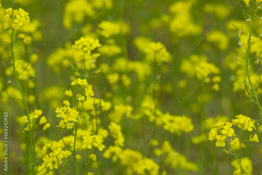 blooming field of yellow rape. summer background blooming field of yellow rape. summer background