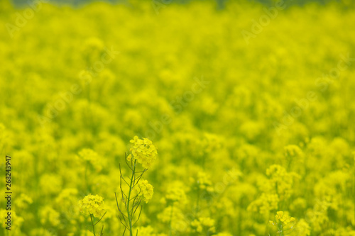 blooming field of yellow rape. summer background