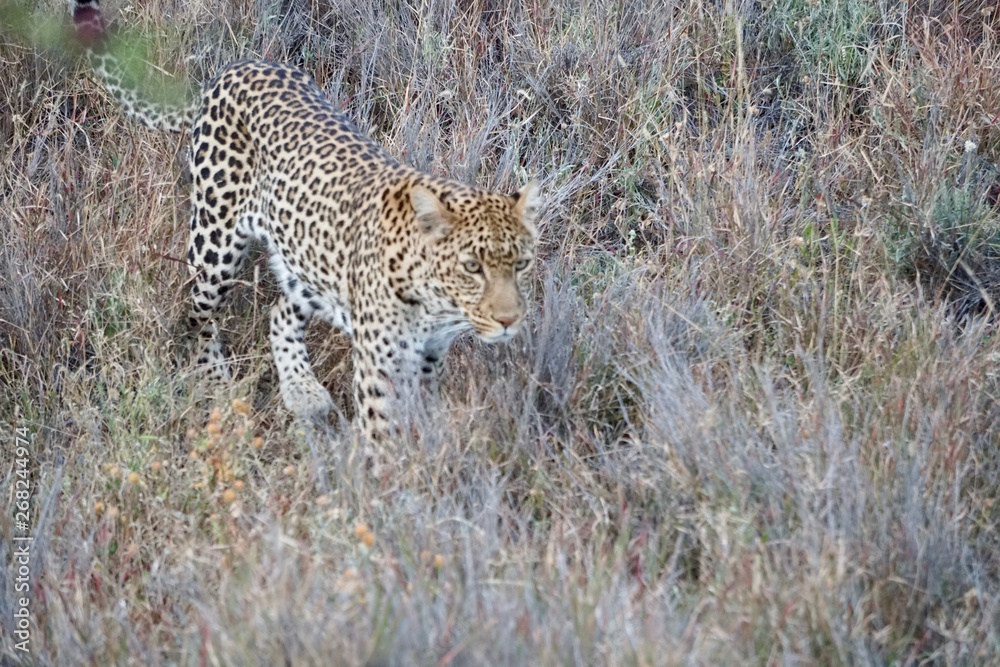 Naklejka premium AFRICA