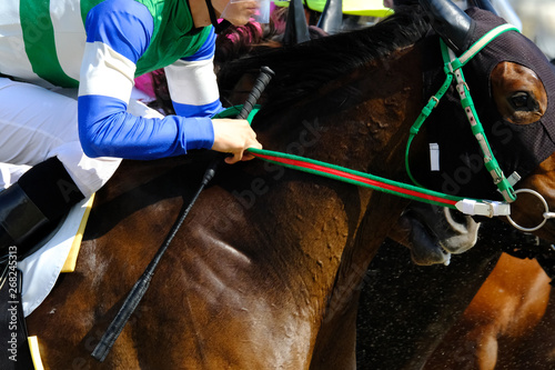 race horse