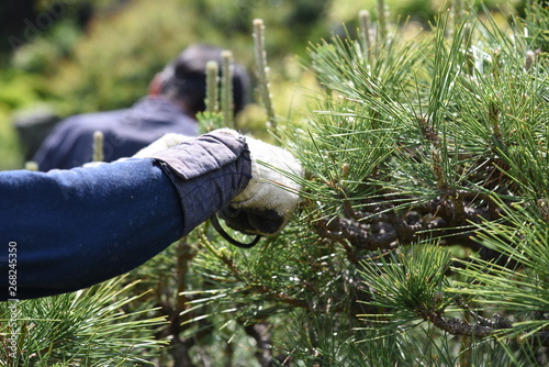 Fototapeta A gardener is pruning a pine tree.