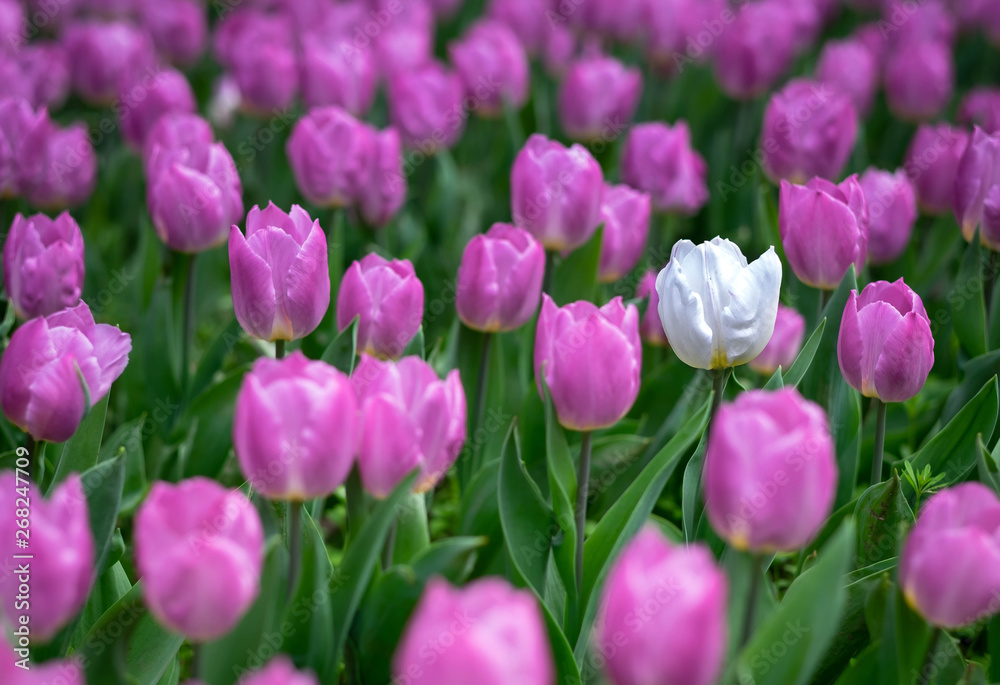 One of the white tulip standing among the tulip fields at the Wuhan botanic garden. One of the white tulip standing among the tulip fields at the Wuhan botanic garden.