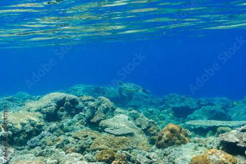 海中公園のサンゴ礁 小笠原