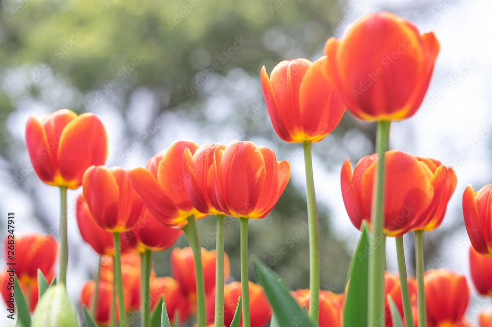 Landscape of  tulips field at Wuhan Botanic garden. The orange of the tulip. Focus on the front of flower.