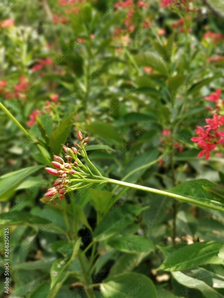 Blooming flowers with Bokeh effect