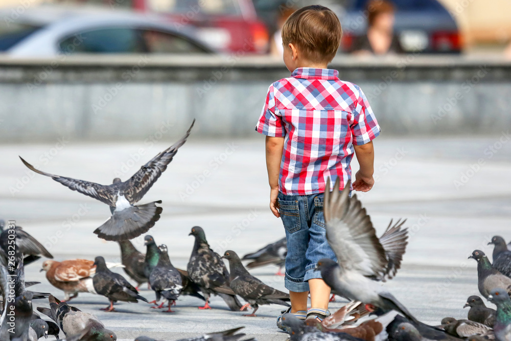 Obraz premium boy walks near the flocks of pigeons. birds and man..