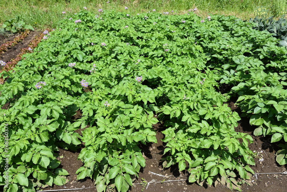 Potato cultivation and harvesting / Kitchen garden Potato cultivation and harvesting / Kitchen garden
