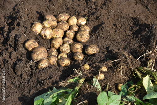Potato cultivation and harvesting / Kitchen garden