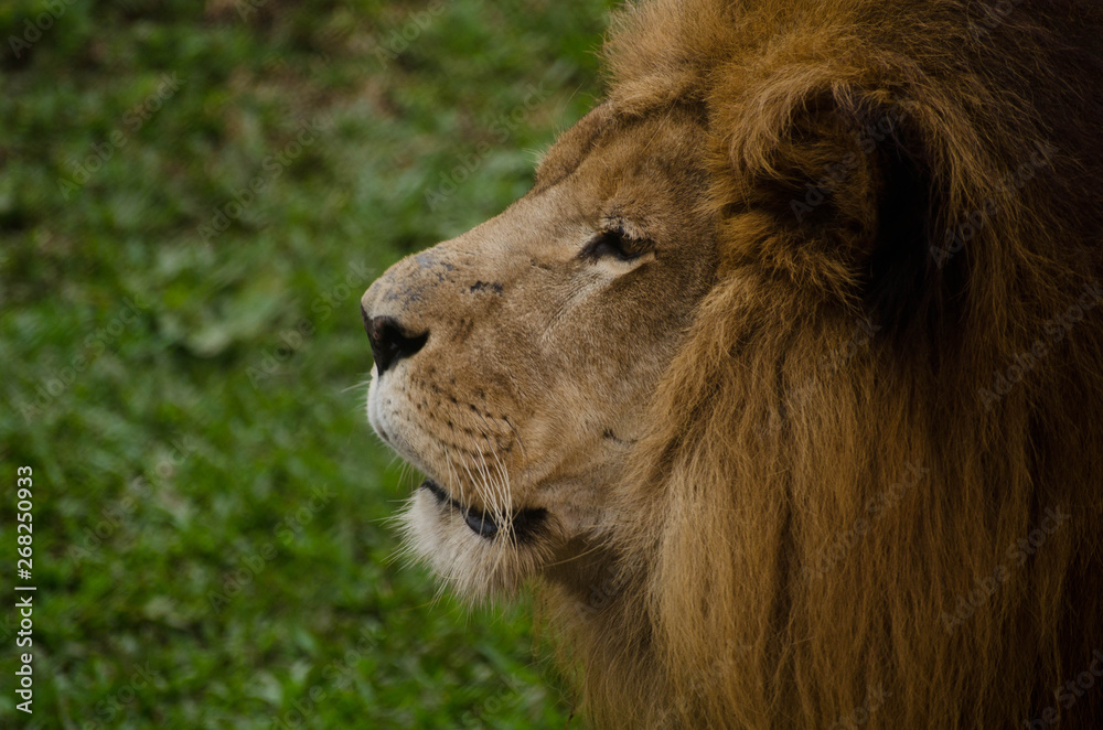 Portrait of a gorgeous male lion on green background. Side portrait of a big male African Lion