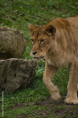Portrait of a lioness walking at the zoo. Side portrait of female African lioness