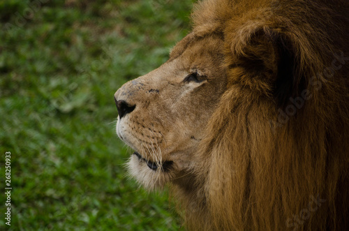 Fototapeta Naklejka Na Ścianę i Meble -  Portrait of a gorgeous male lion on green background. Side portrait of a big male African Lion