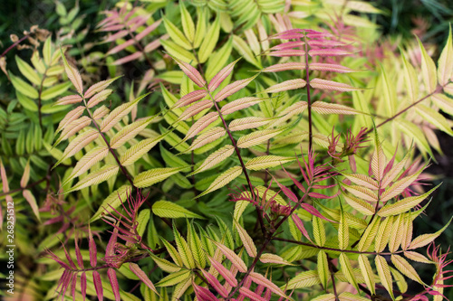Wallpaper Mural Lush garden foliage Torontodigital.ca