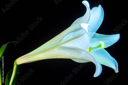 A beautiful  low-key photograph of an Easter Lily.