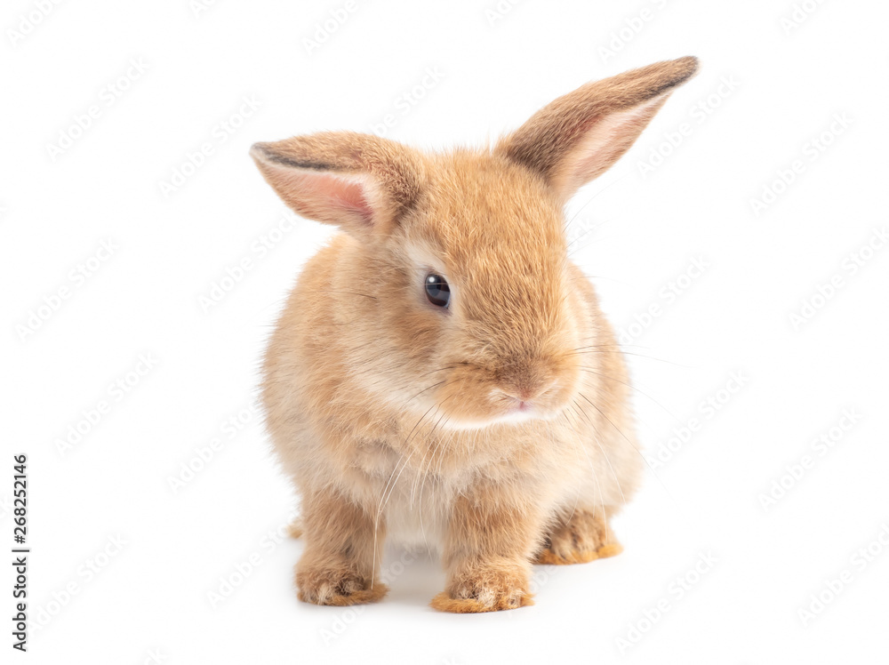 Brown cute baby rabbit isolated on white background. Lovely young brown rabbit step. Brown cute baby rabbit isolated on white background. Lovely young brown rabbit step.