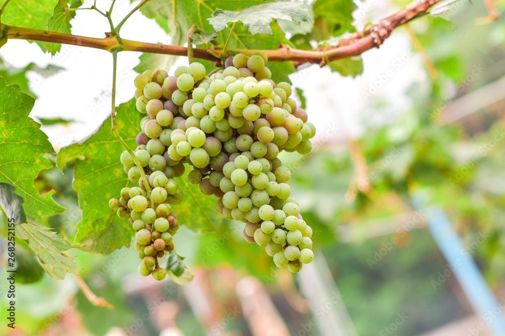 Bunch of green grapes on the vine in summer Bunch of green grapes on the vine in summer
