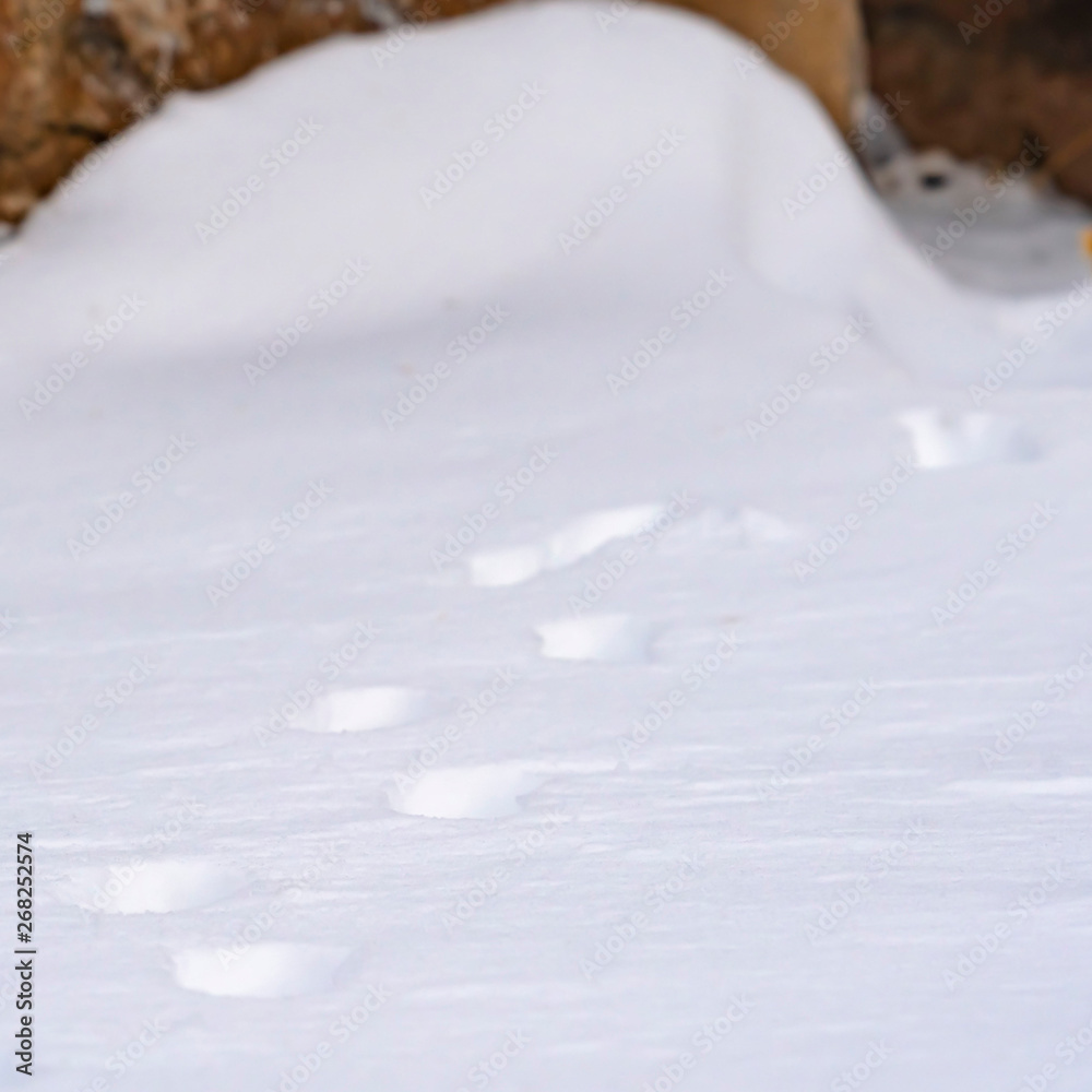 Clear Square Nature scenery with a close up of animal tracks on powdery snow in winter Clear Square Nature scenery with a close up of animal tracks on powdery snow in winter