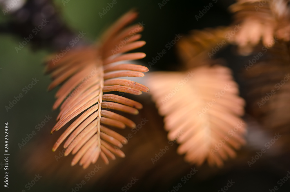 The Golden Needles of the Dawn Redwood in Autumn - obrazy, fototapety, plakaty 