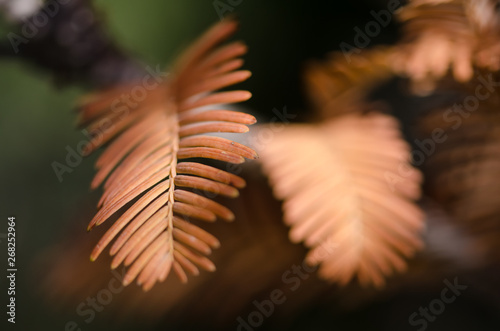 The Golden Needles of the Dawn Redwood in Autumn