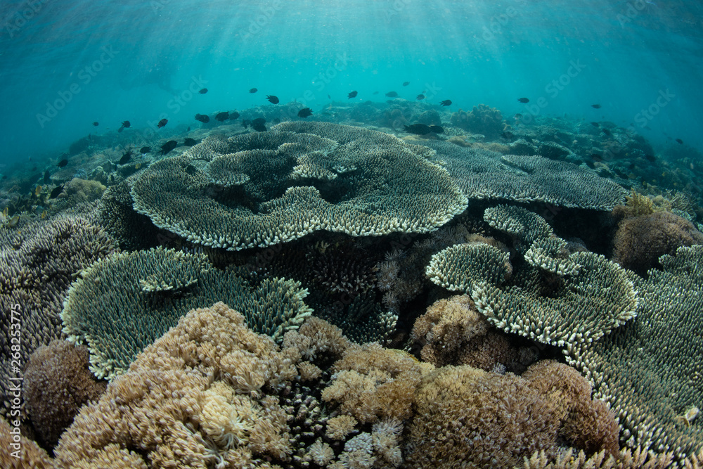 A beautiful coral reef is thriving along the edge of a remote, rugged island in Komodo National Park, Indonesia. This tropical area is known for its high marine biodiversity. A beautiful coral reef is thriving along the edge of a remote, rugged island in Komodo National Park, Indonesia. This tropical area is known for its high marine biodiversity.